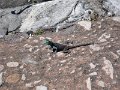 Table Mountain lizard